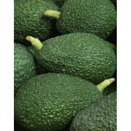 Aguacate Hass caja de 4kg a 6,00€/kg