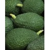 Aguacate Hass caja de 4kg a 6,00€/kg